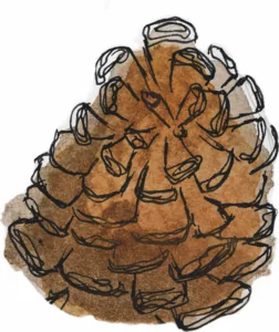 Watercolor of a pinecone